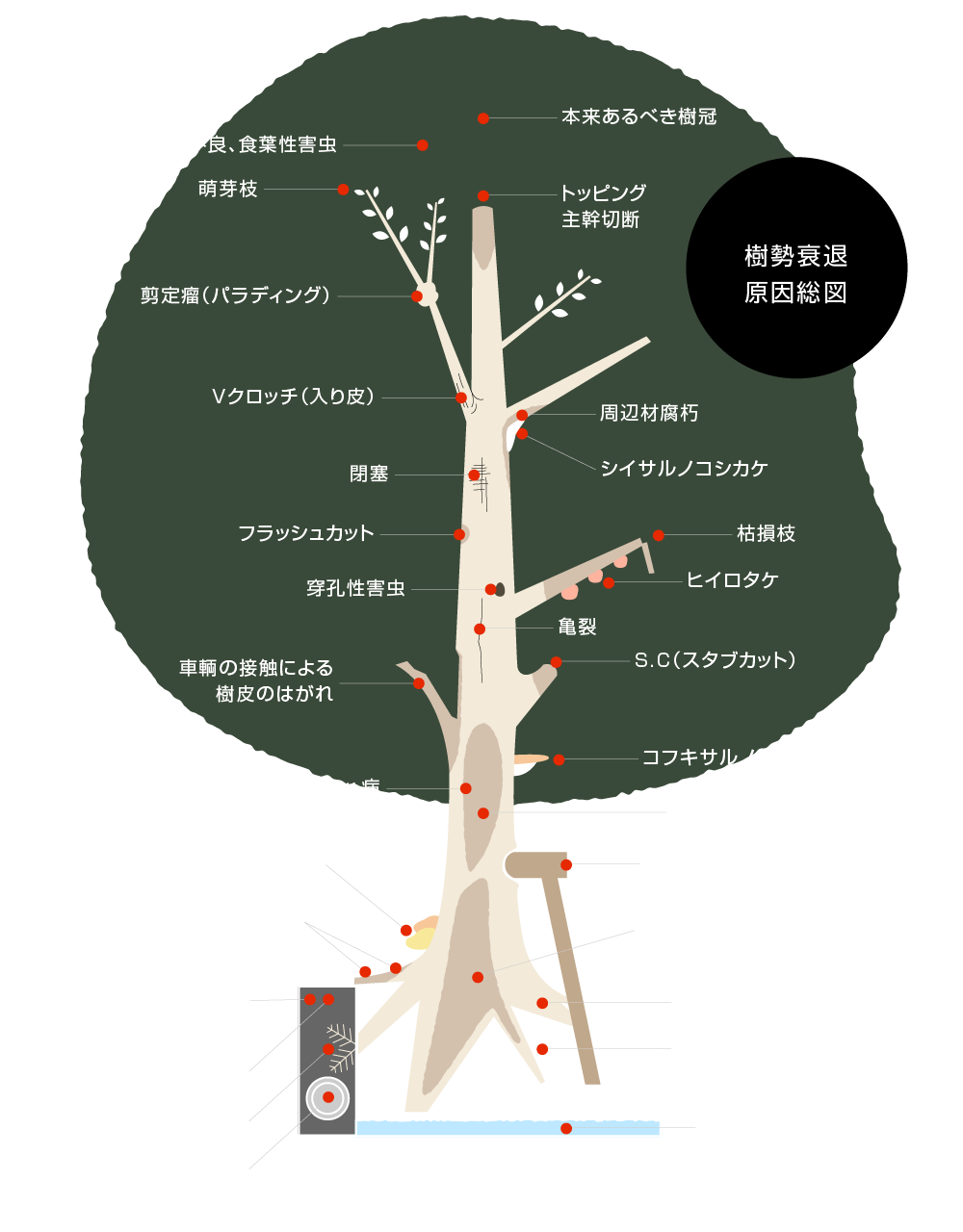 樹勢衰退原因総図